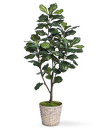 5' Single Trunk Fiddle Leaf Fig Silk Tree TRF313-05