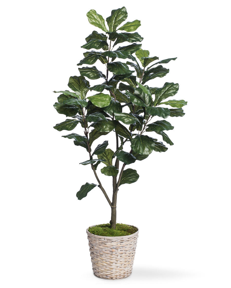 5' Single Trunk Fiddle Leaf Fig Silk Tree TRF313-05