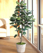 5' Single Trunk Fiddle Leaf Fig Silk Tree TRF313-05
