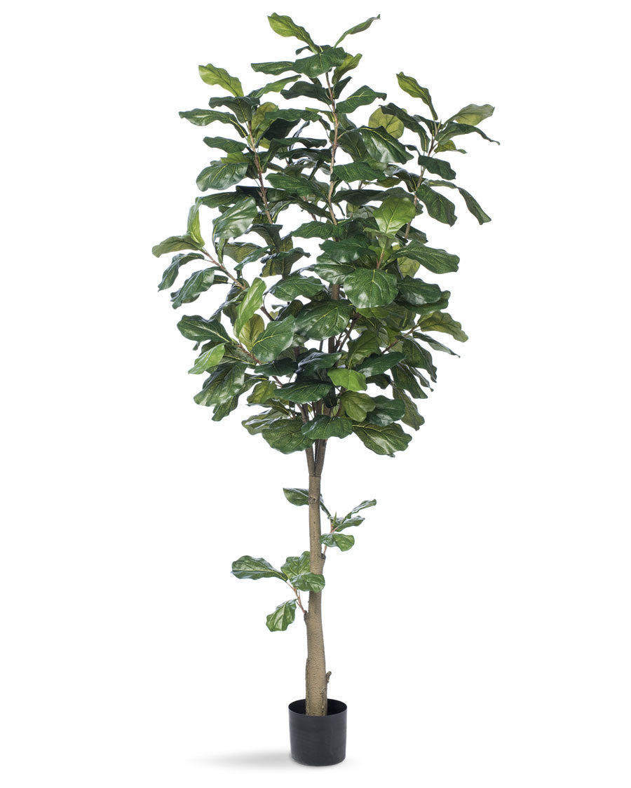 6' Single Trunk Fiddle Leaf Fig Silk Tree TRF313-06
