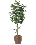 6' Single Trunk Fiddle Leaf Fig Silk Tree TRF313-06
