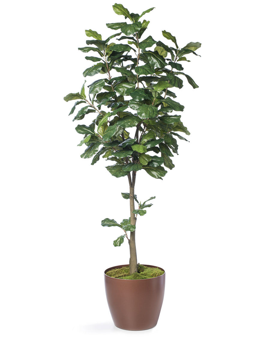 6' Single Trunk Fiddle Leaf Fig Silk Tree TRF313-06