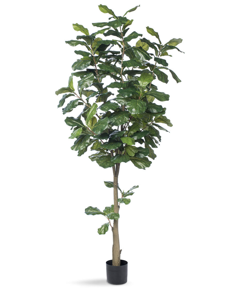 7' Single Trunk Fiddle Leaf Fig Silk Tree TRF313-07