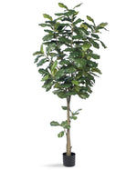 7' Single Trunk Fiddle Leaf Fig Silk Tree TRF313-07