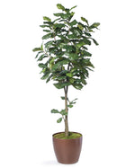 7' Single Trunk Fiddle Leaf Fig Silk Tree TRF313-07