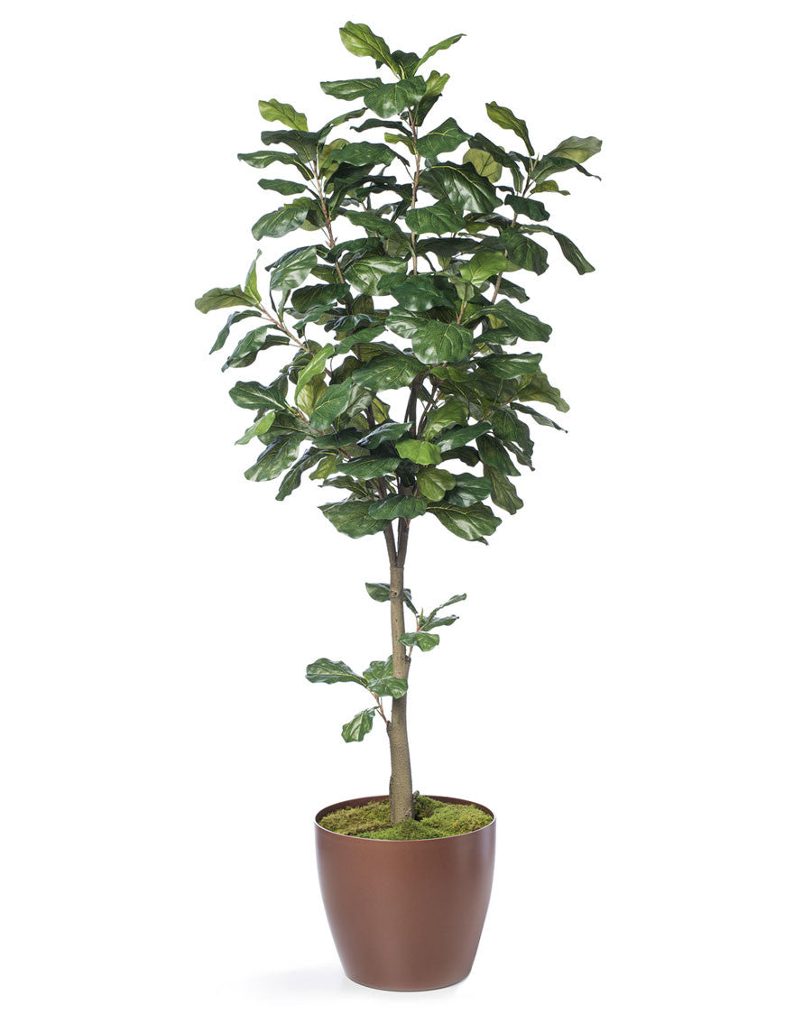 7' Single Trunk Fiddle Leaf Fig Silk Tree TRF313-07