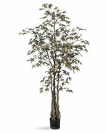 7 ' Japanese Maple Silk Tree TRM312-07