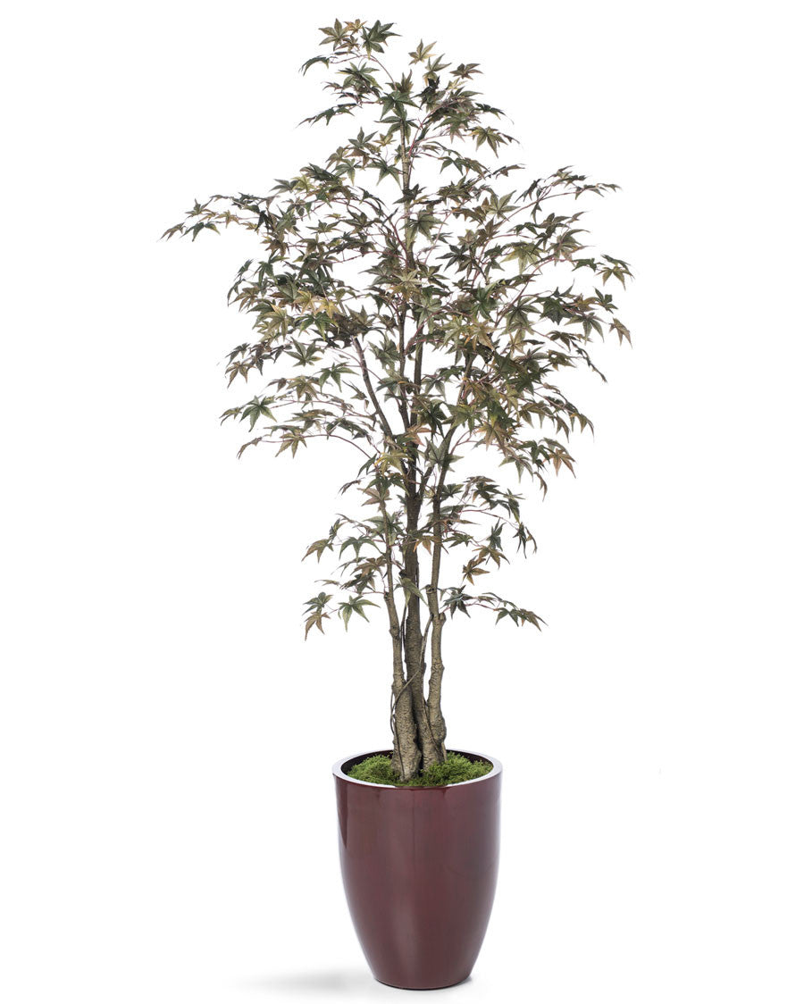 5' Japanese Maple Silk Tree TRM312-05
