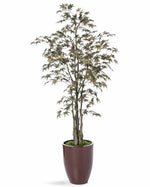 6 ' Japanese Maple Silk Tree TRM312-06