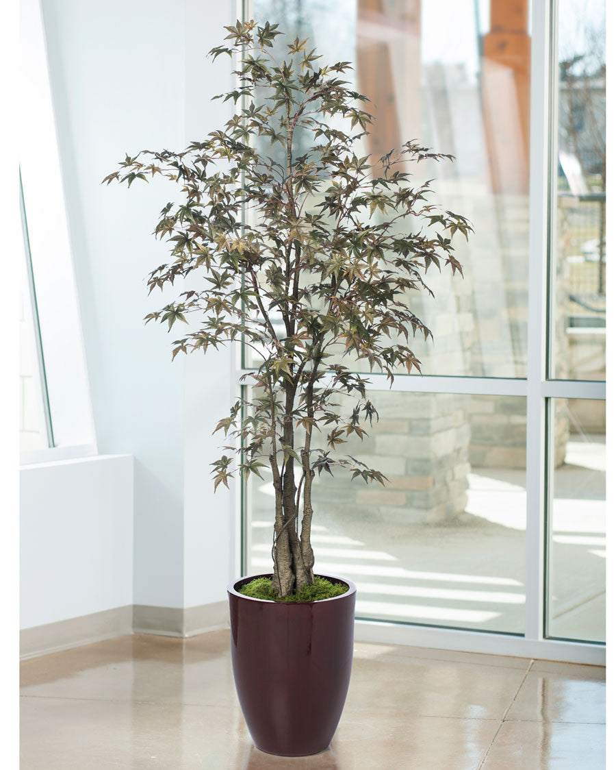 5' Japanese Maple Silk Tree TRM312-05