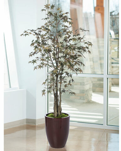 6 ' Japanese Maple Silk Tree TRM312-06