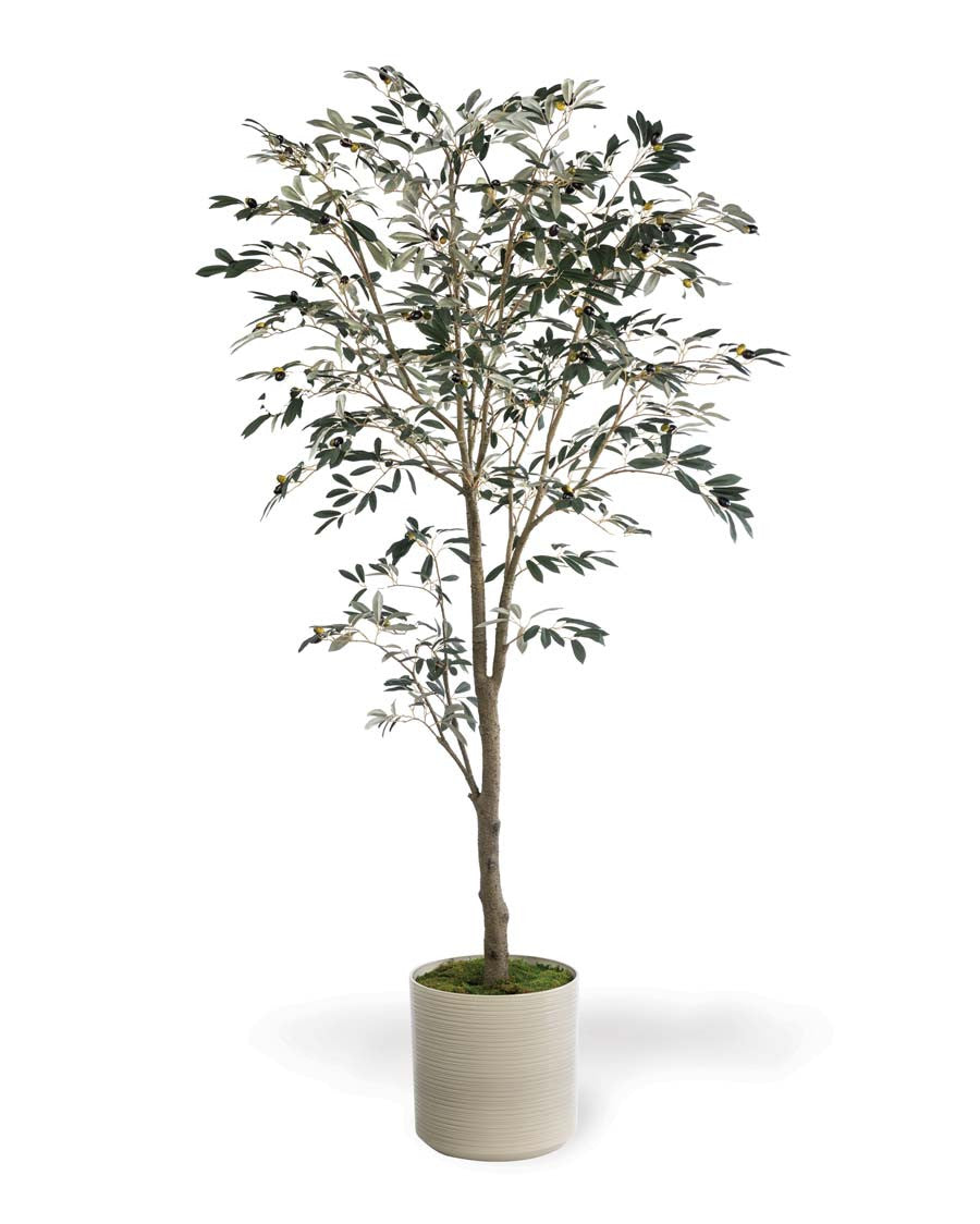 6' Silk Mediterranean Olive Tree TRM340-06